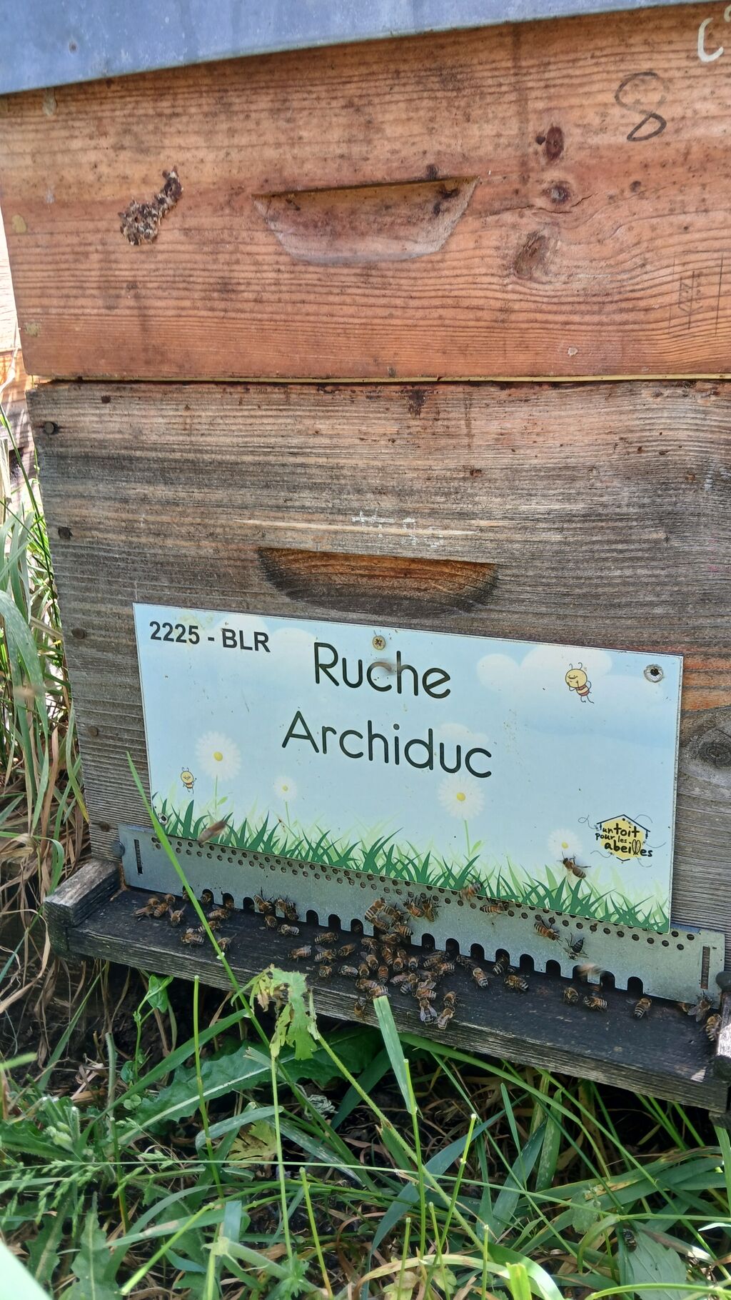 La ruche Archiduc