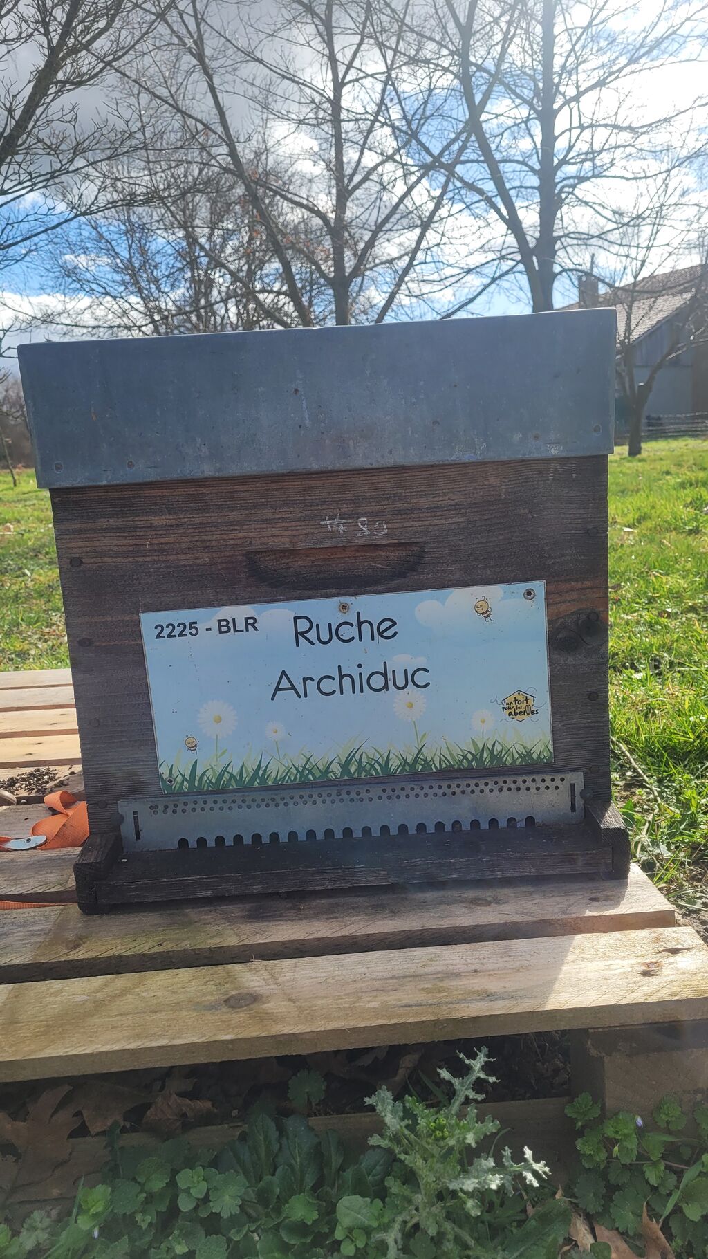 La ruche Archiduc