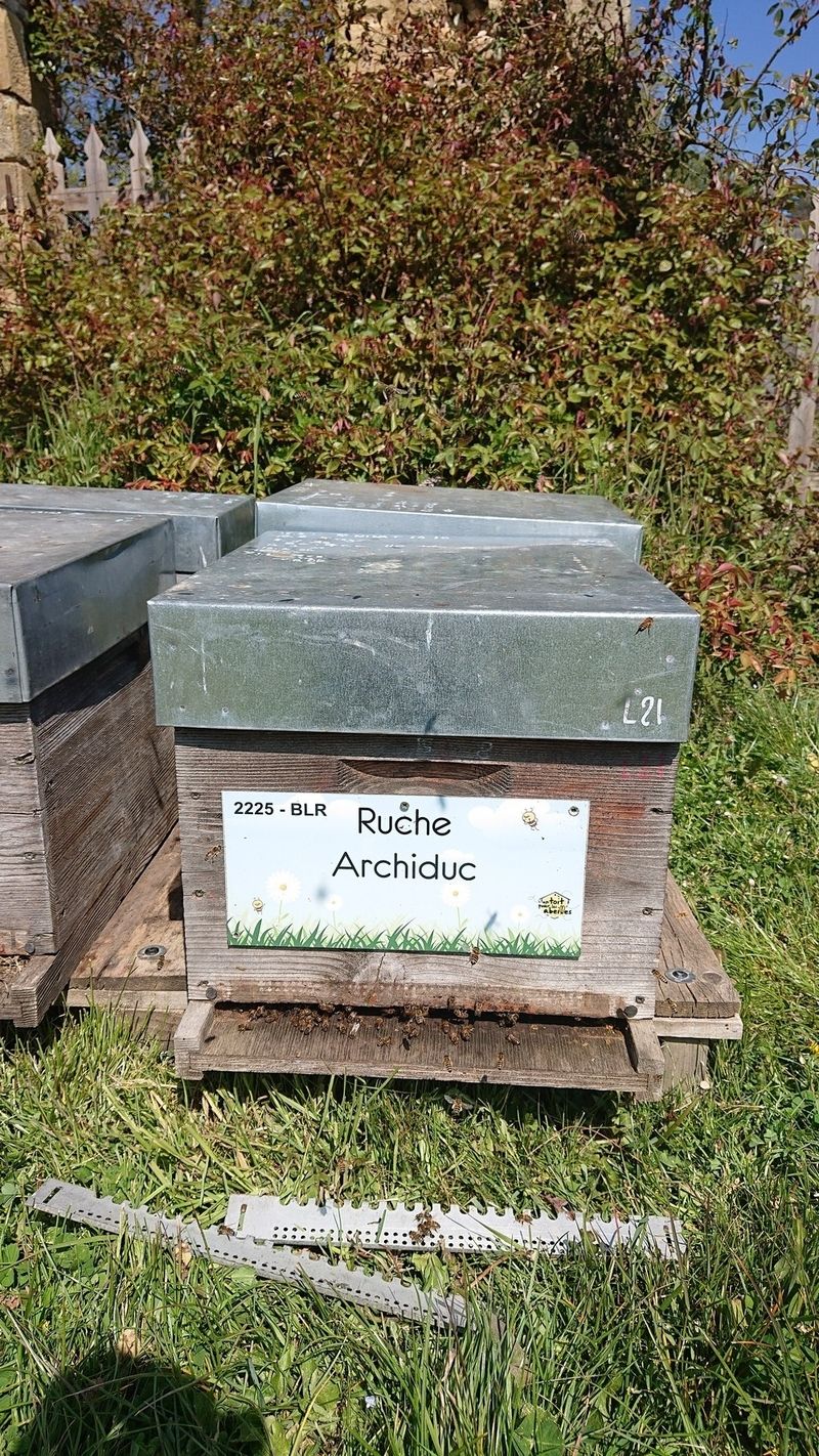 La ruche Archiduc