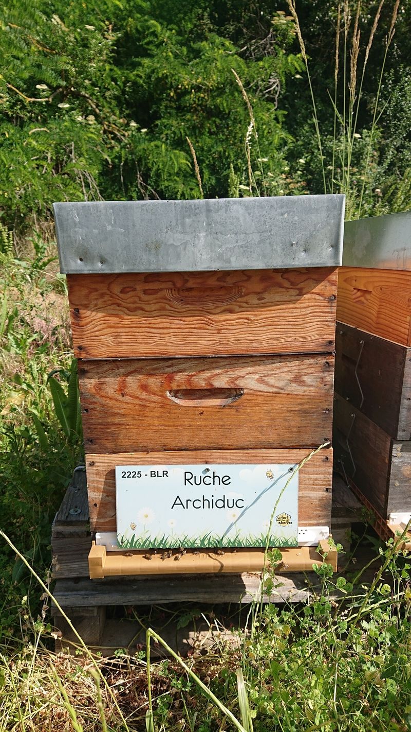 La ruche Archiduc