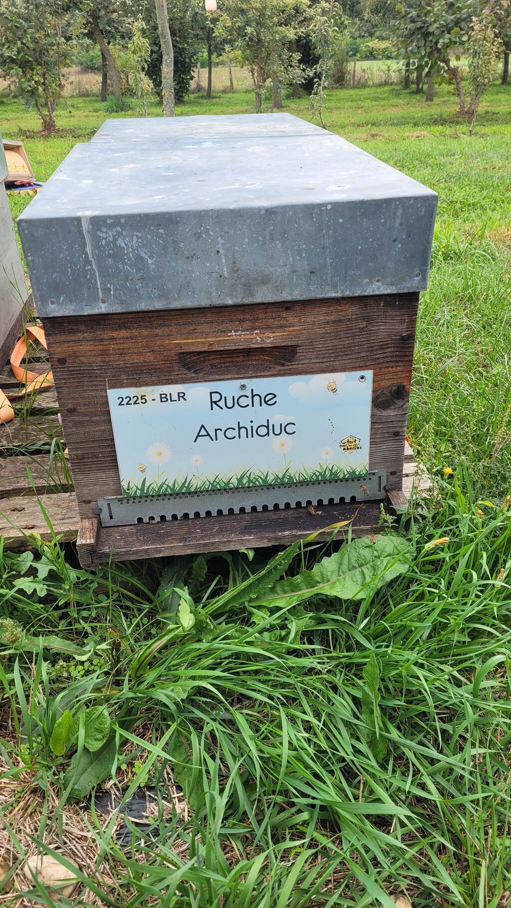 La ruche Archiduc