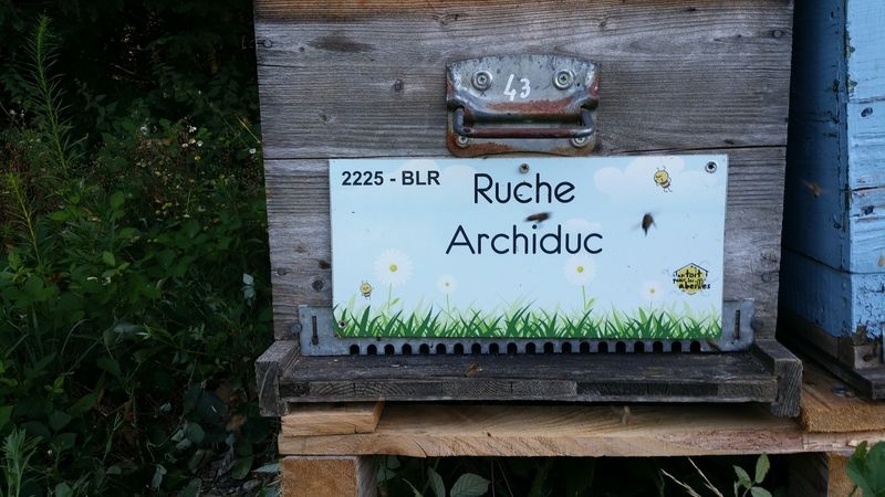 La ruche Archiduc