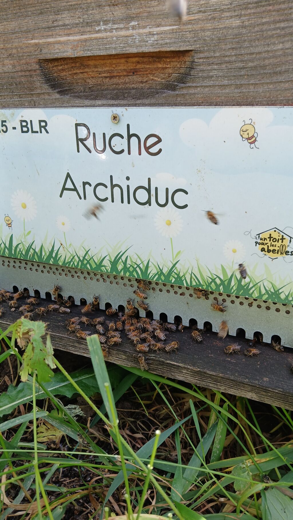 La ruche Archiduc