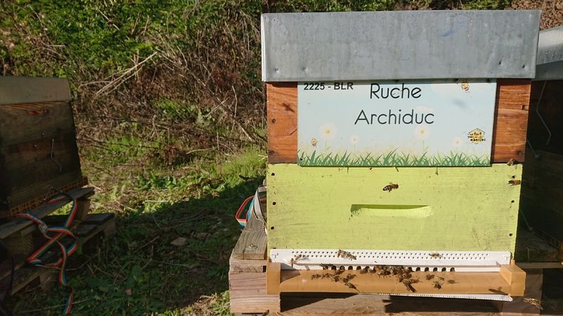 La ruche Archiduc