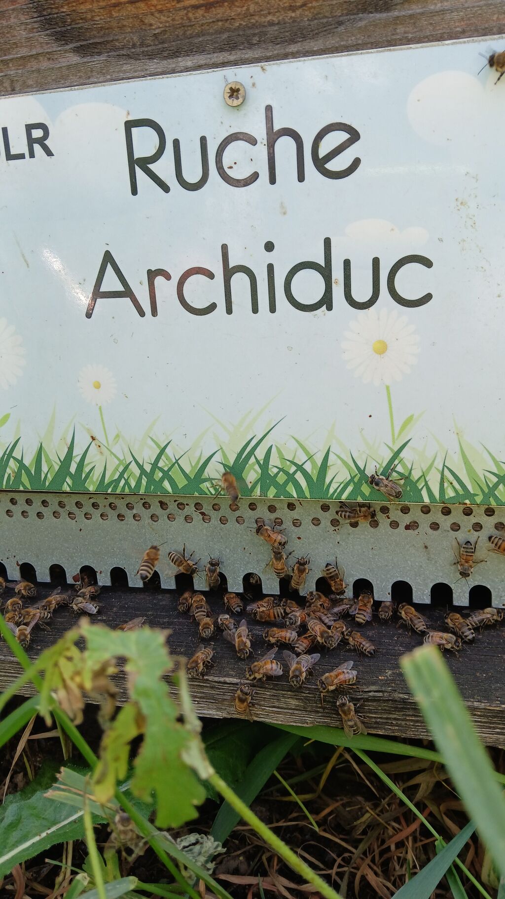 La ruche Archiduc