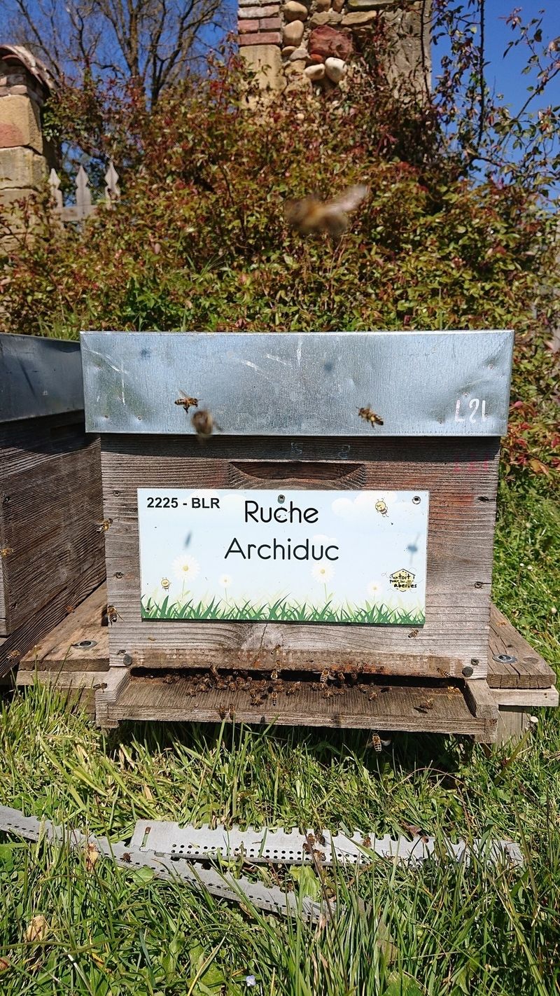 La ruche Archiduc