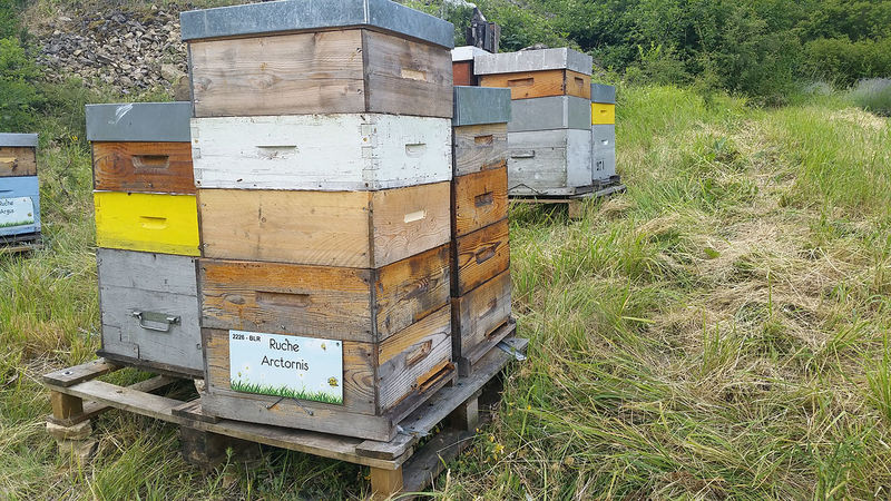 La ruche Arctornis