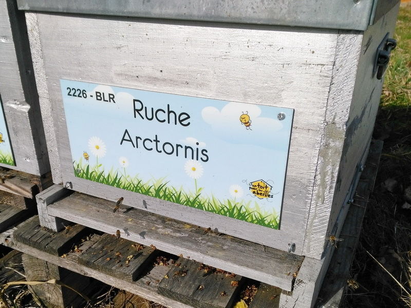 La ruche Arctornis