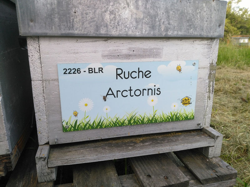 La ruche Arctornis