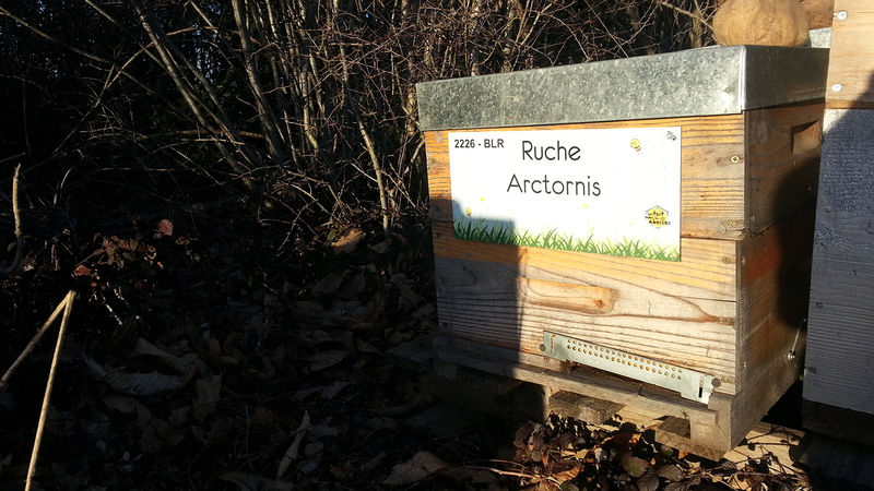 La ruche Arctornis