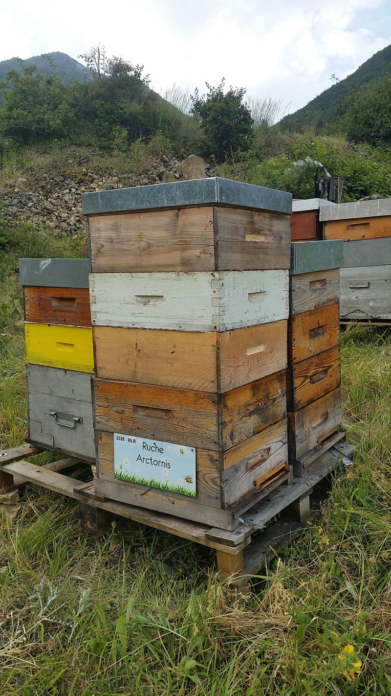 La ruche Arctornis