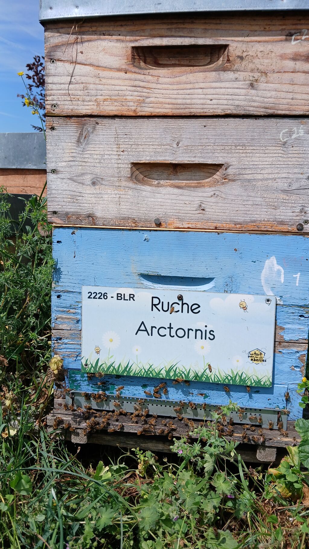 La ruche Arctornis