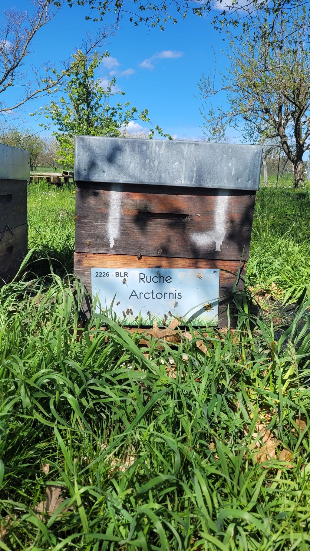 La ruche Arctornis