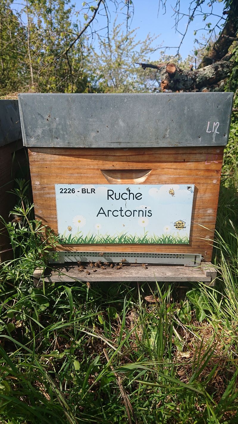 La ruche Arctornis