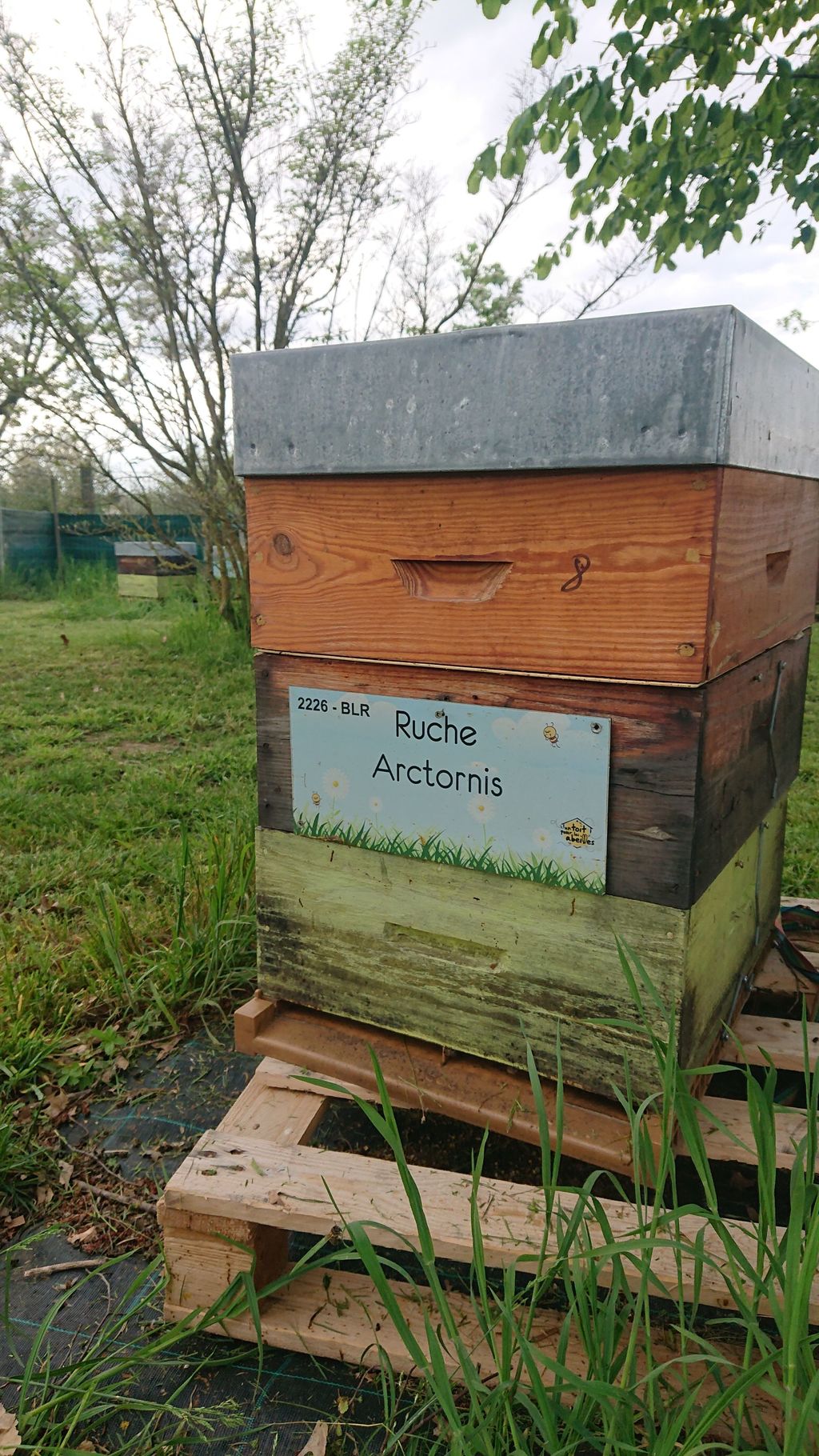 La ruche Arctornis