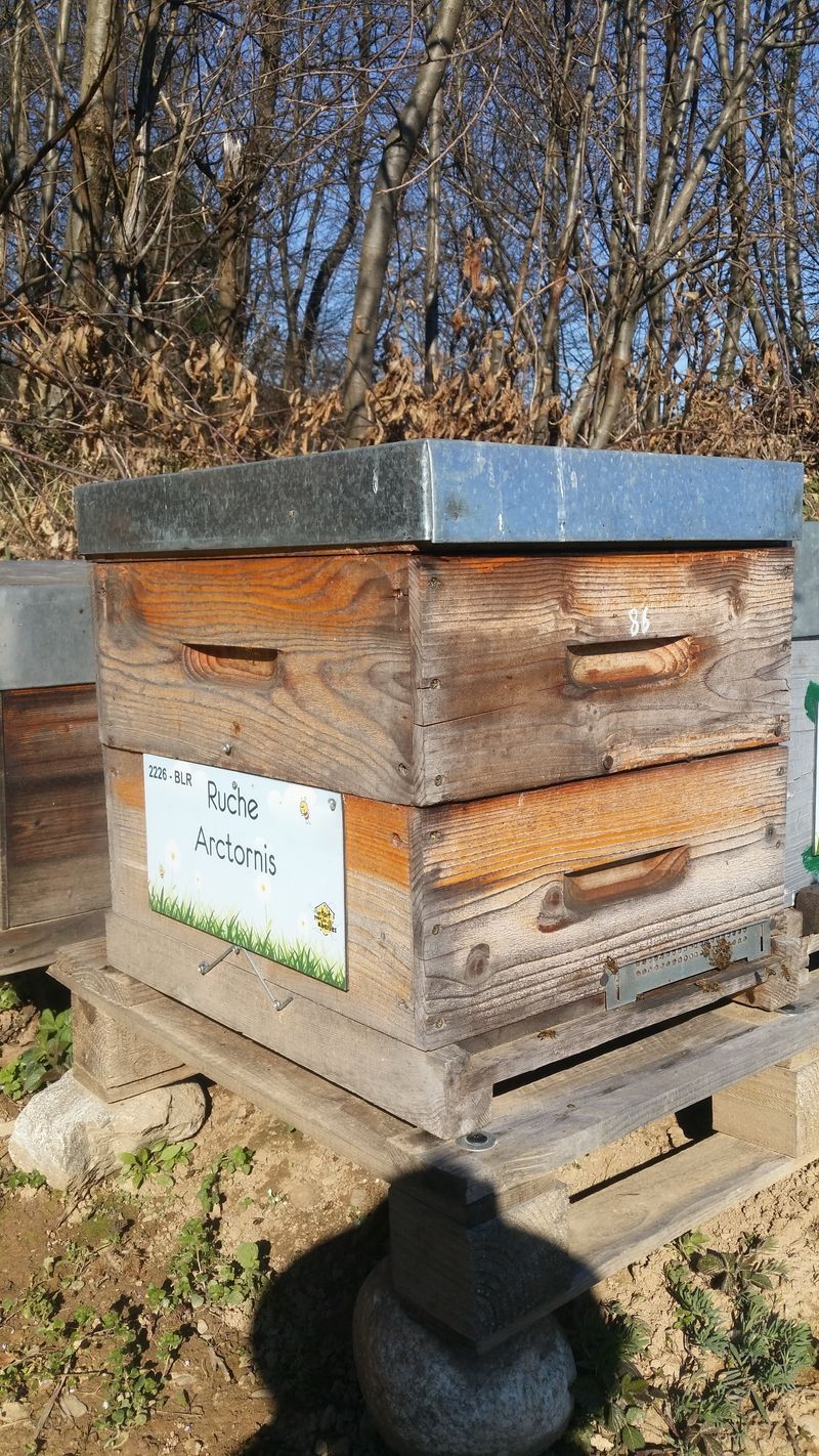 La ruche Arctornis