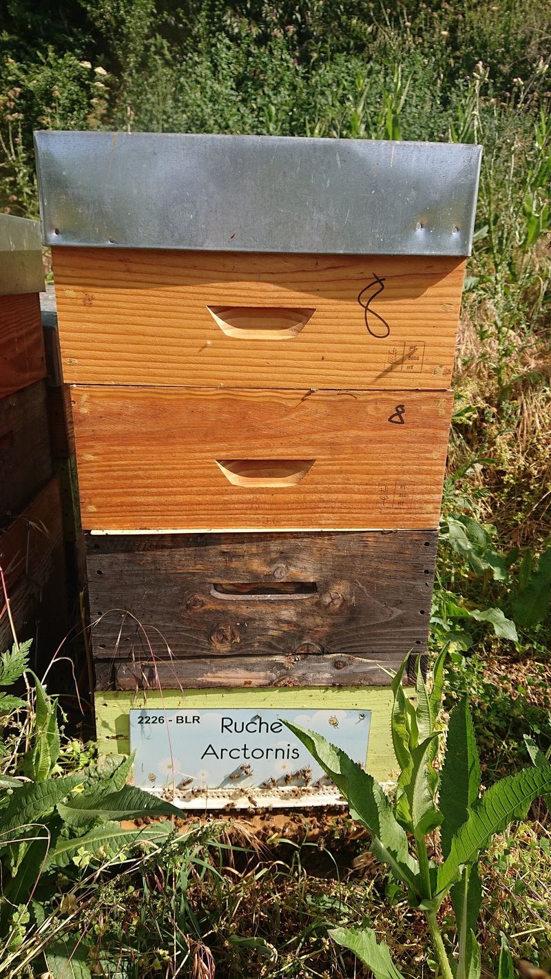 La ruche Arctornis