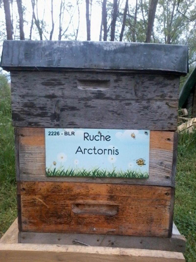 La ruche Arctornis