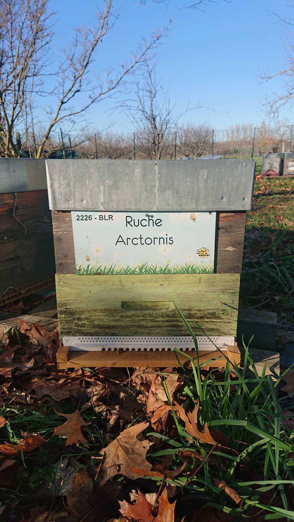 La ruche Arctornis