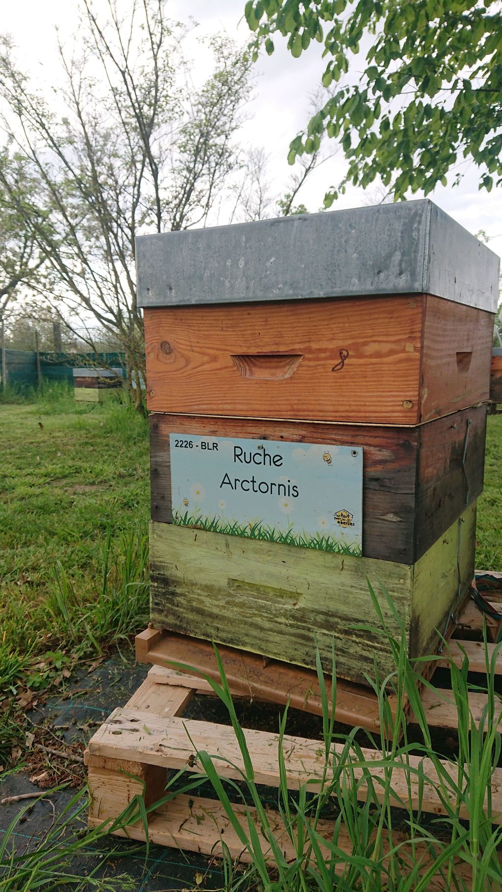 La ruche Arctornis
