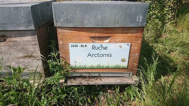 La ruche Arctornis