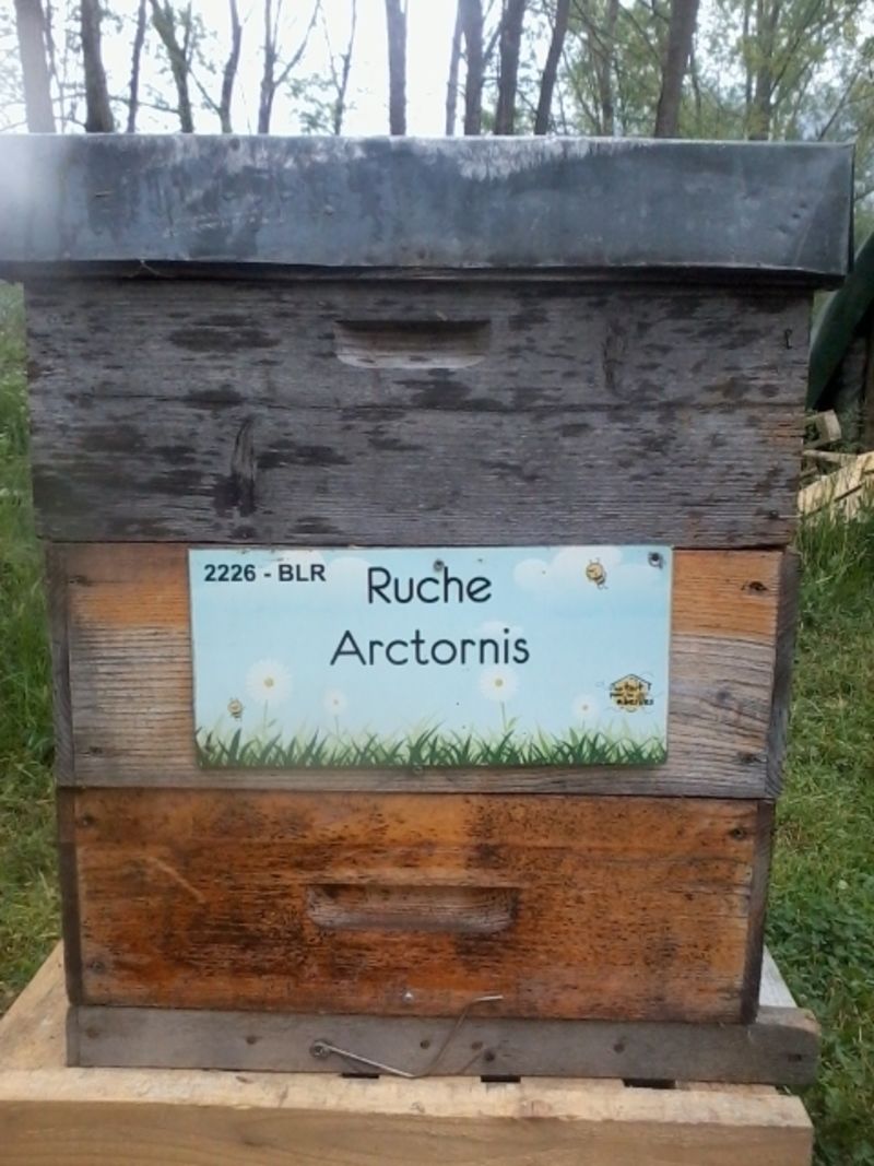 La ruche Arctornis