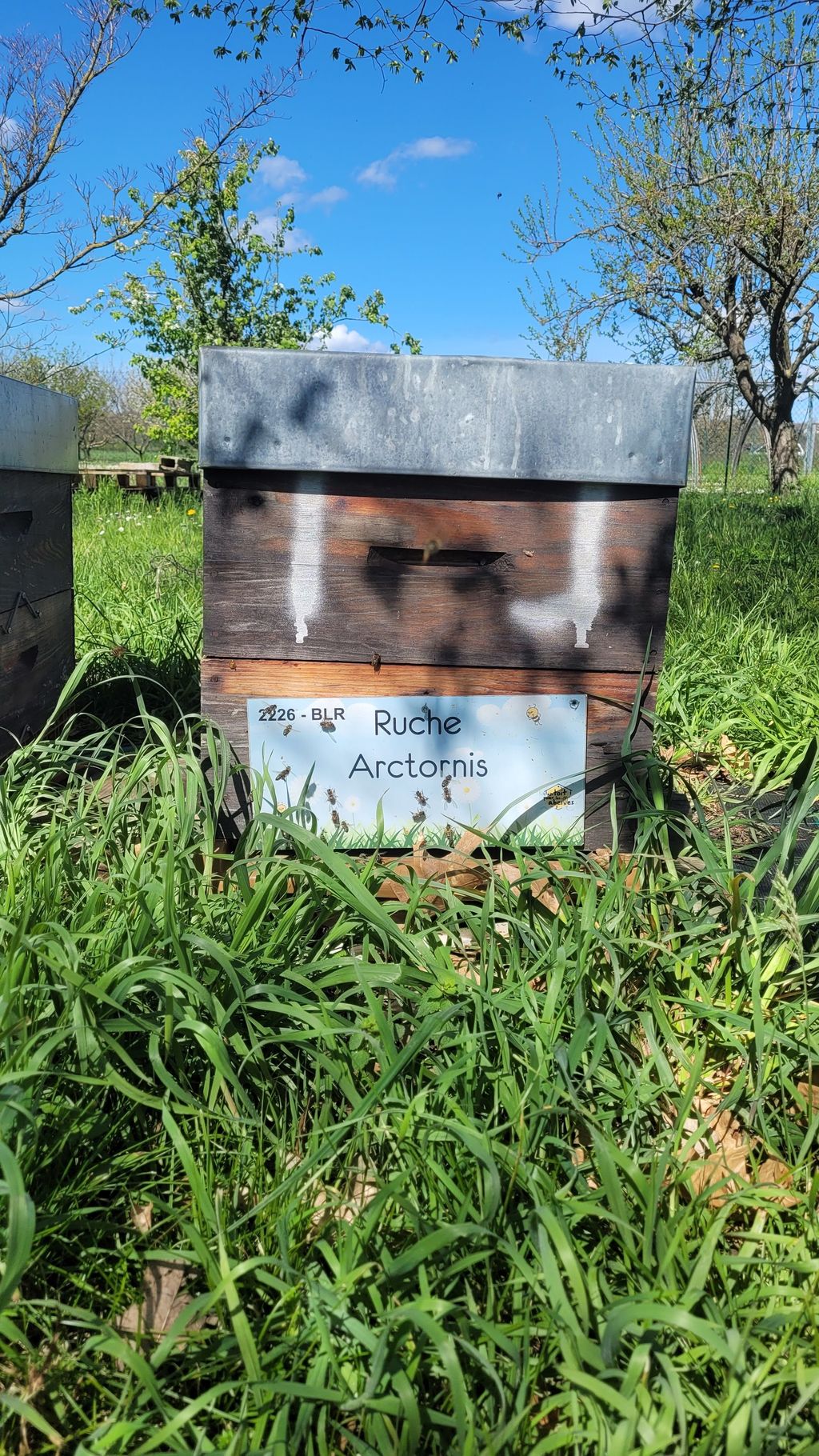 La ruche Arctornis