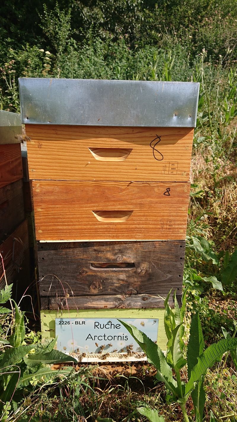 La ruche Arctornis
