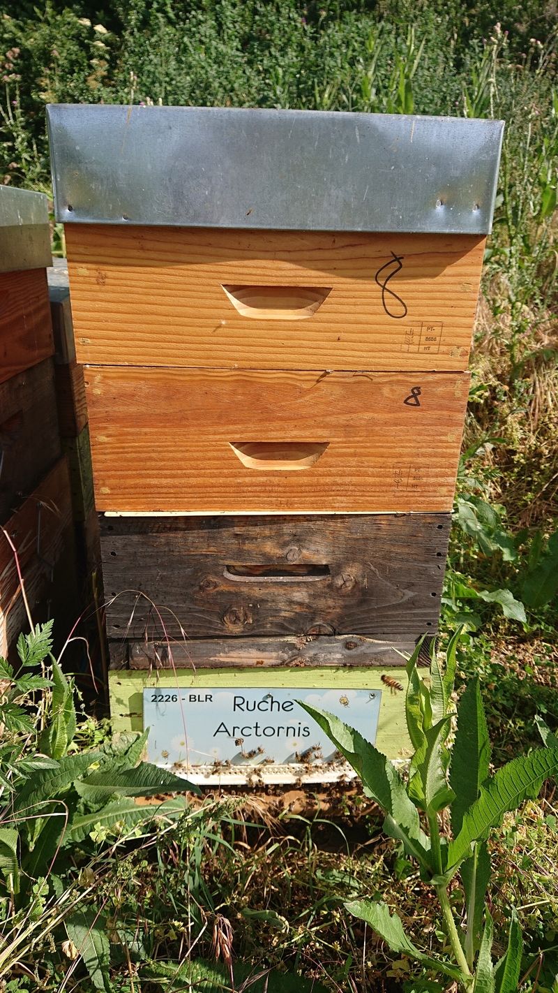 La ruche Arctornis