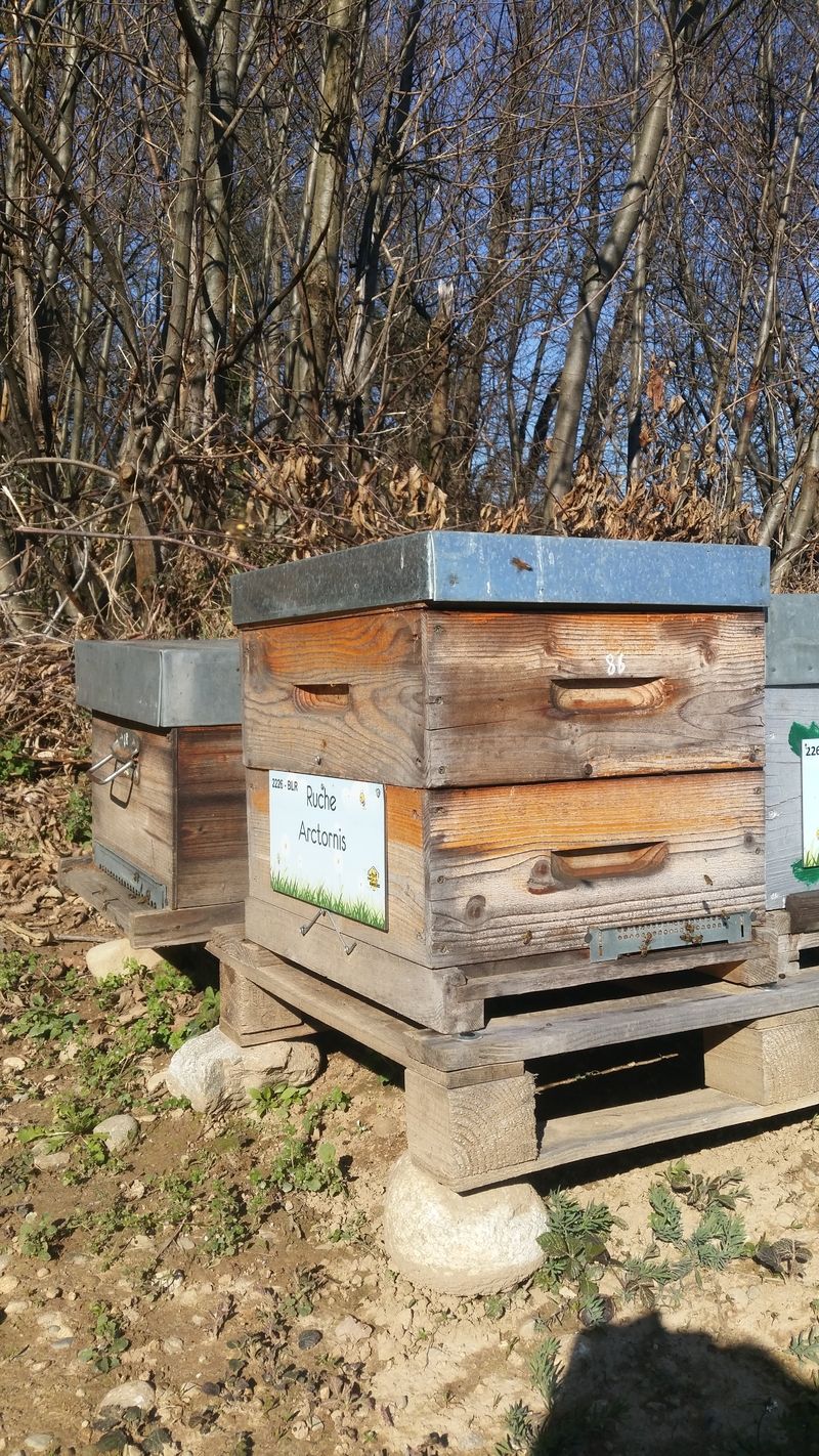 La ruche Arctornis