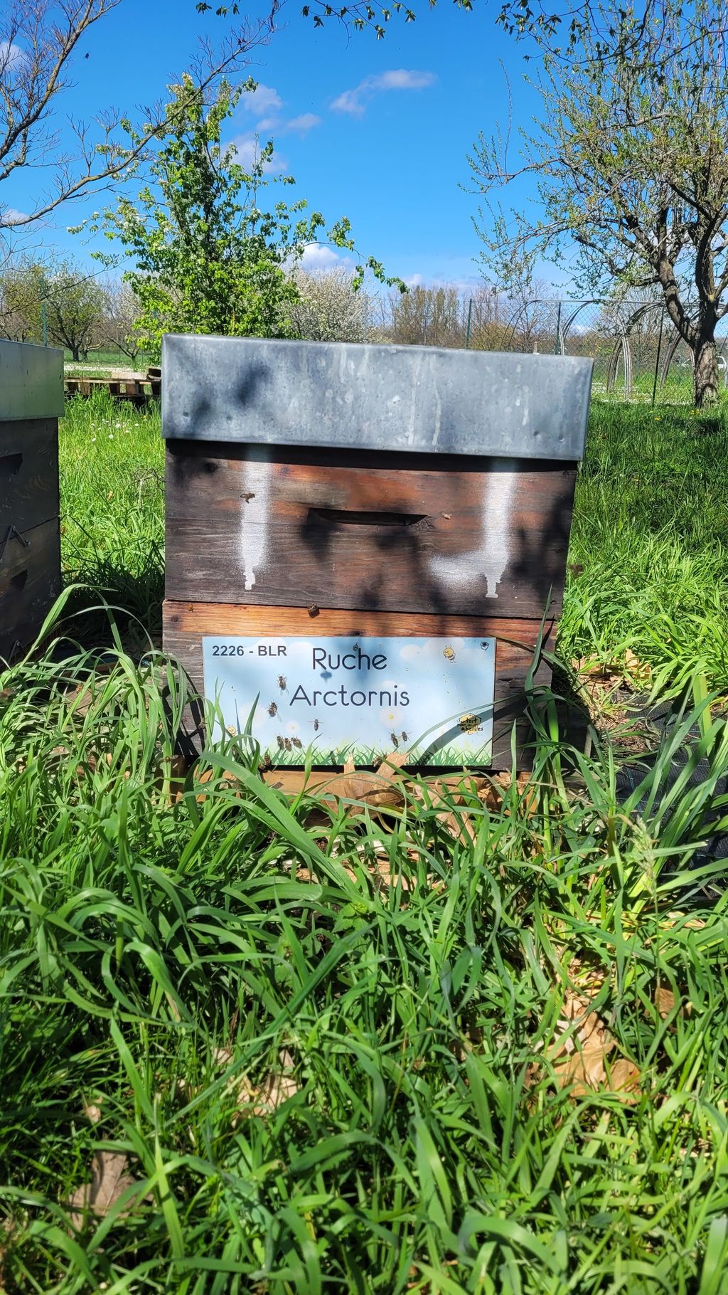La ruche Arctornis