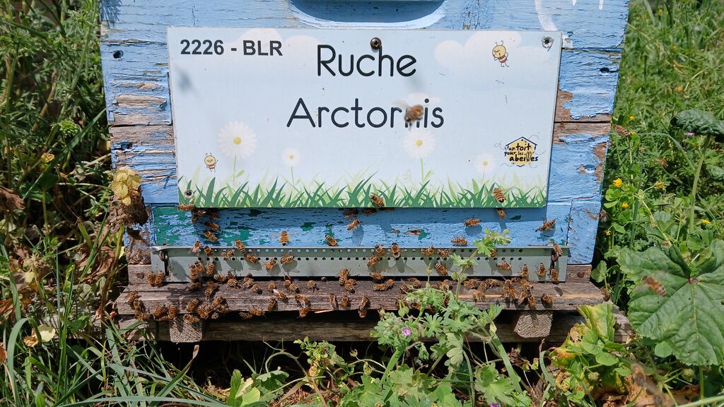 La ruche Arctornis