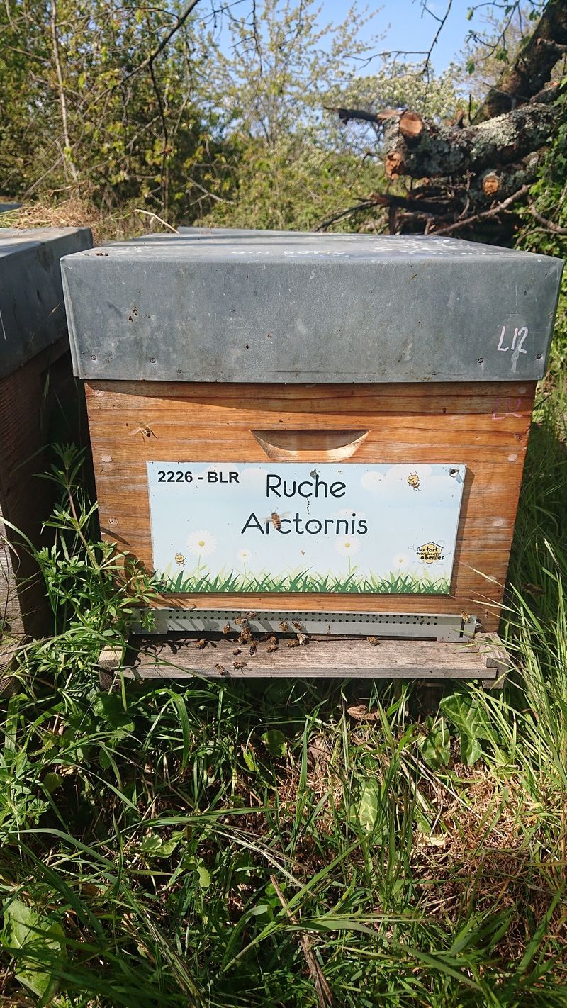 La ruche Arctornis
