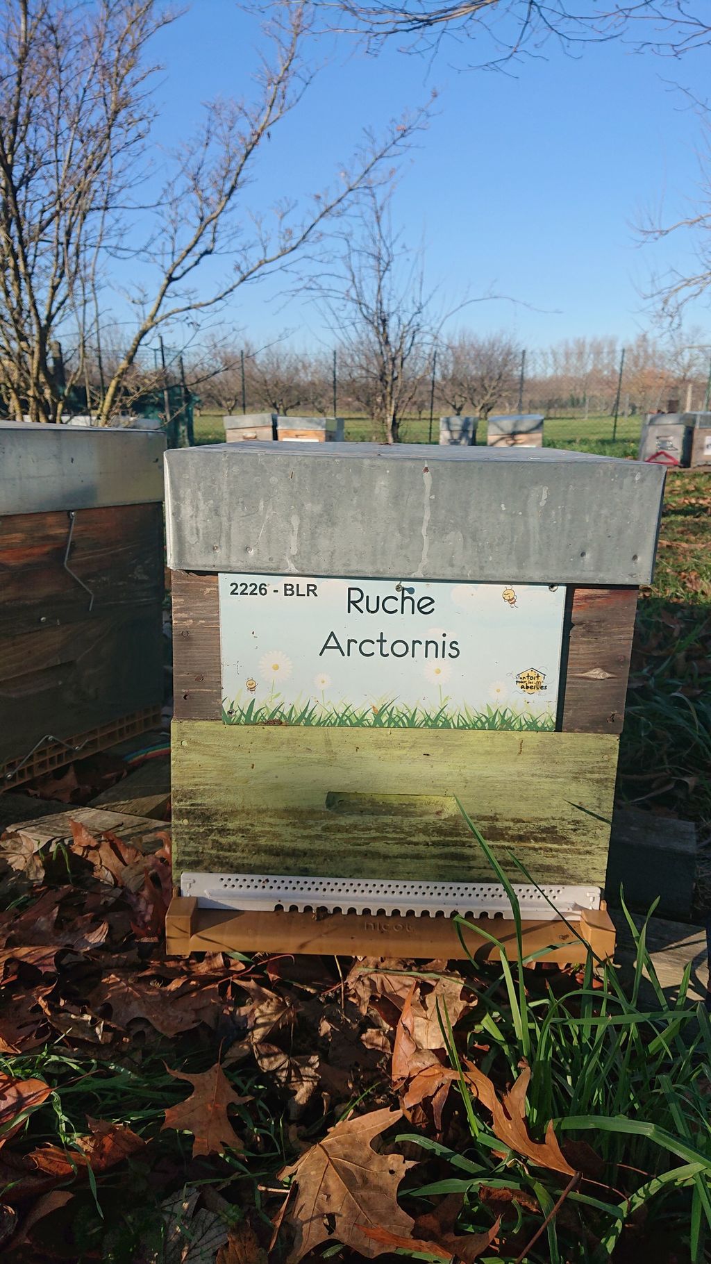 La ruche Arctornis