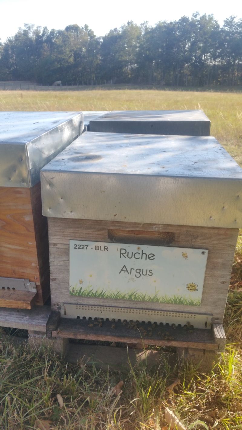 La ruche Argus