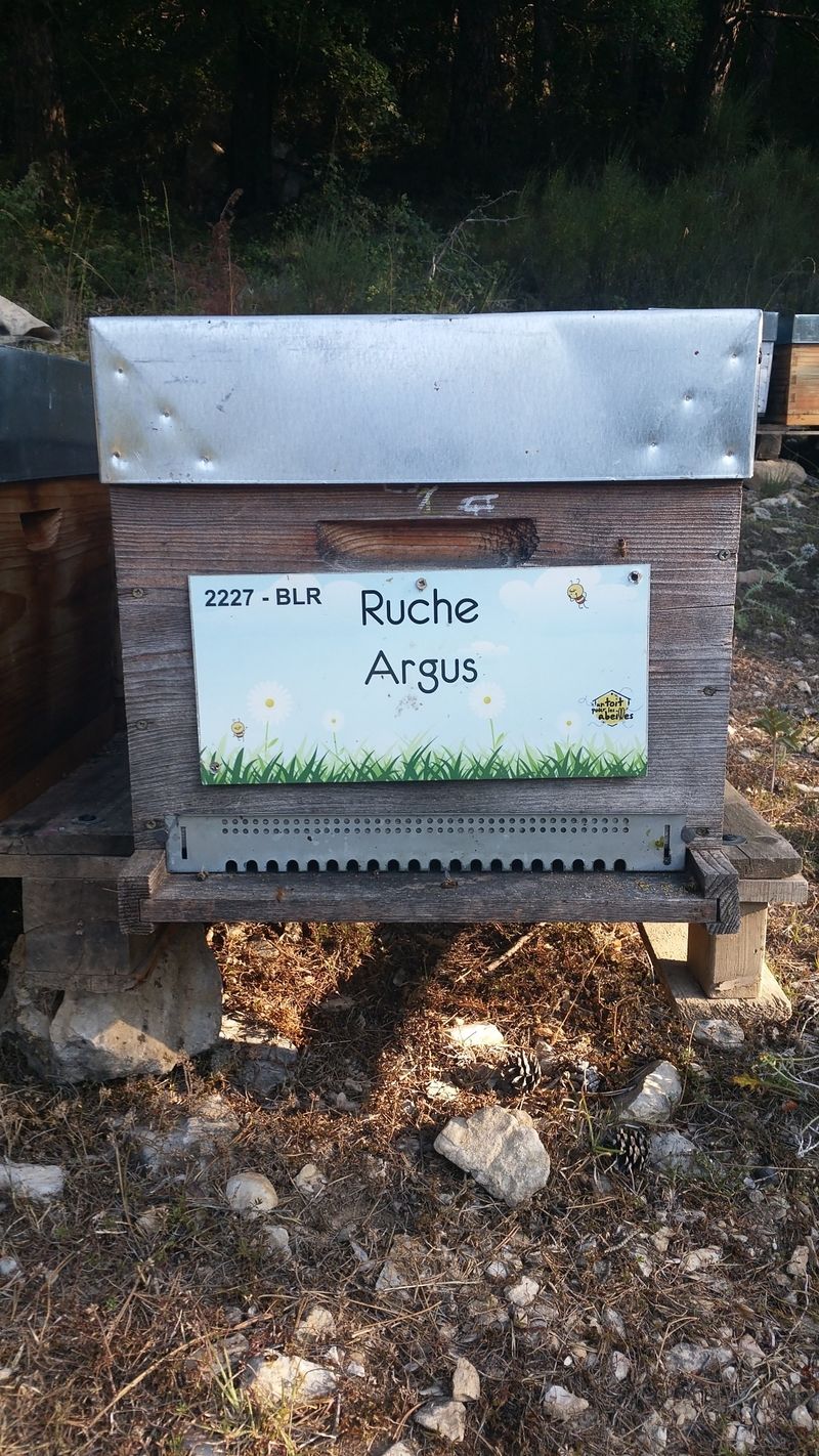 La ruche Argus