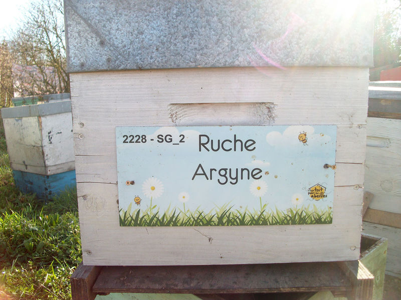 La ruche Argyne