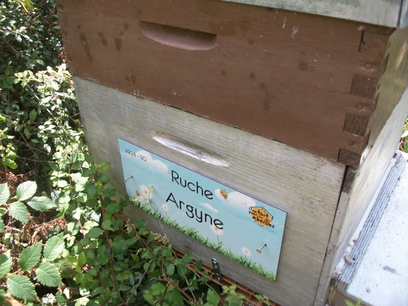 La ruche Argyne