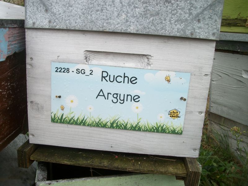 La ruche Argyne