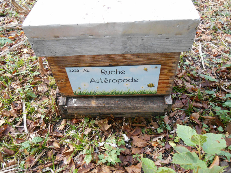 La ruche Astéropode