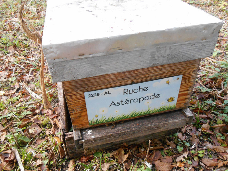 La ruche Astéropode
