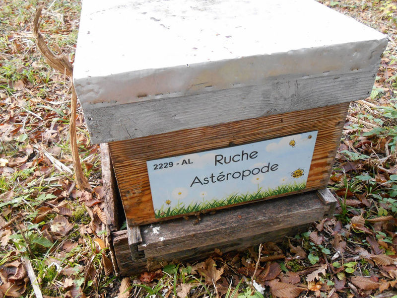 La ruche Astéropode