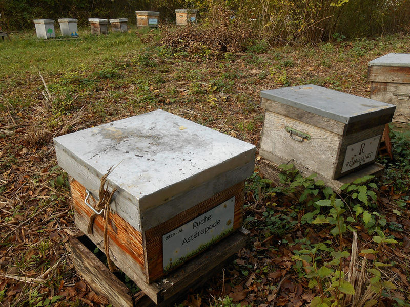 La ruche Astéropode