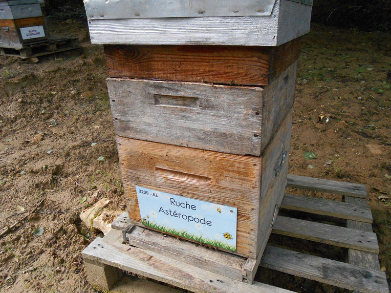 La ruche Astéropode
