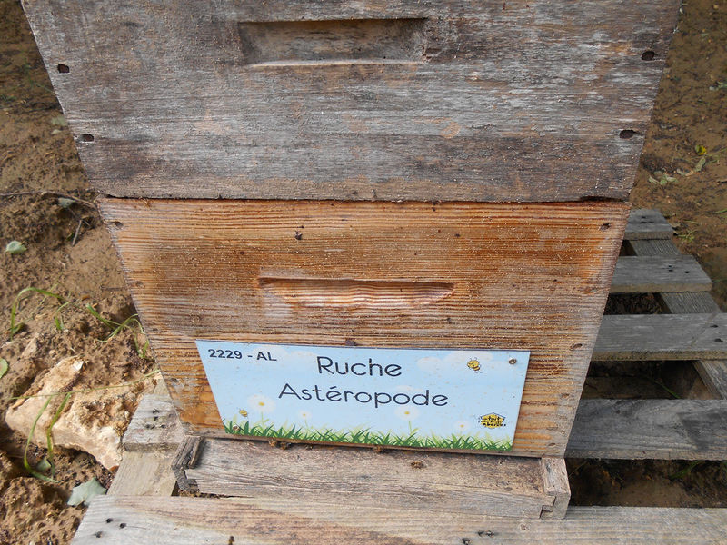 La ruche Astéropode