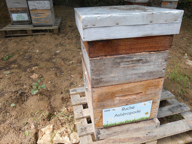 La ruche Astéropode