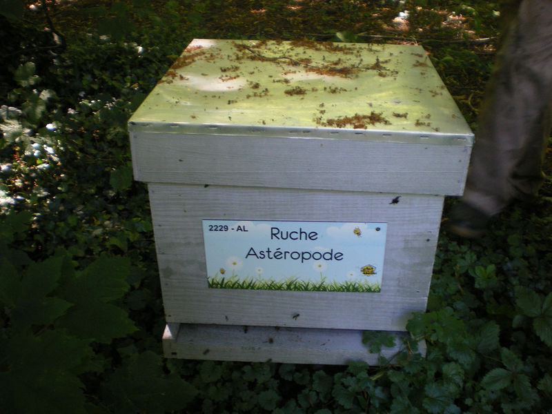 La ruche Astéropode