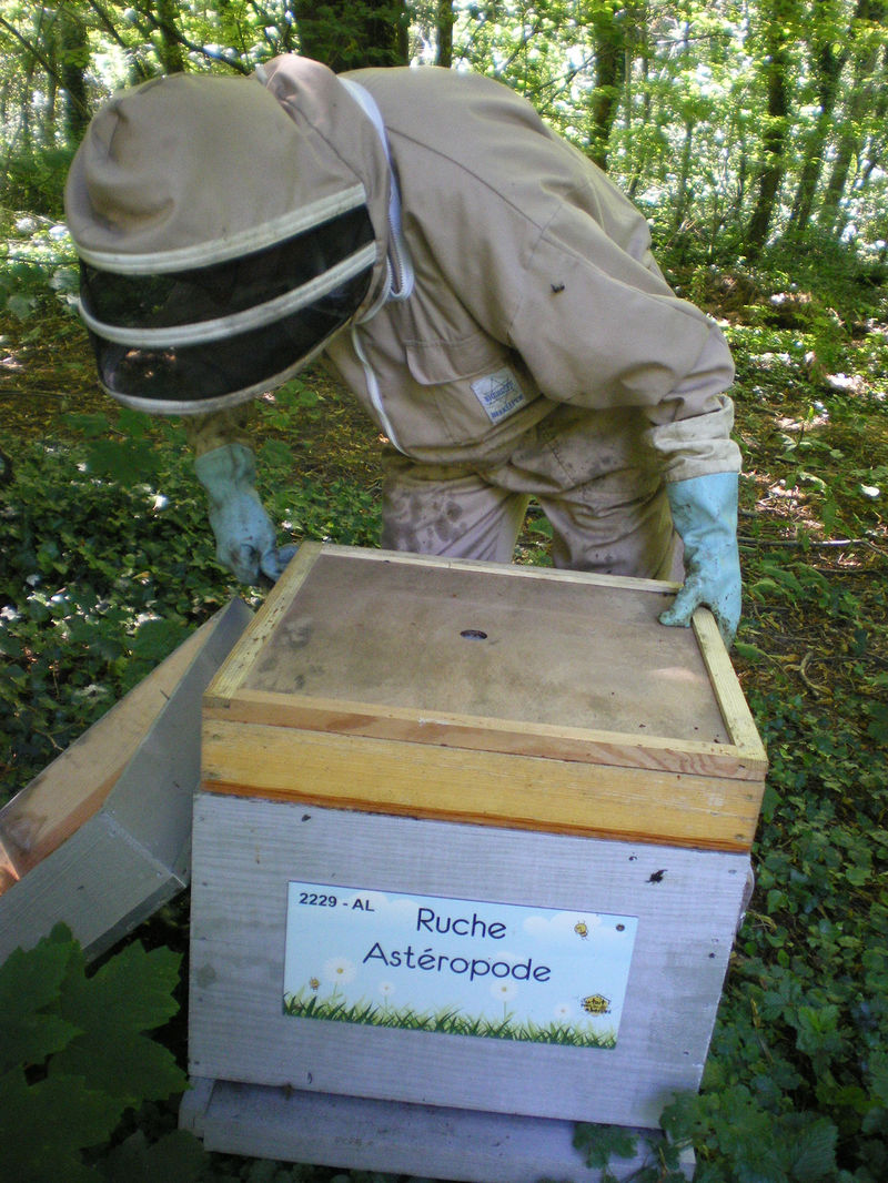 La ruche Astéropode
