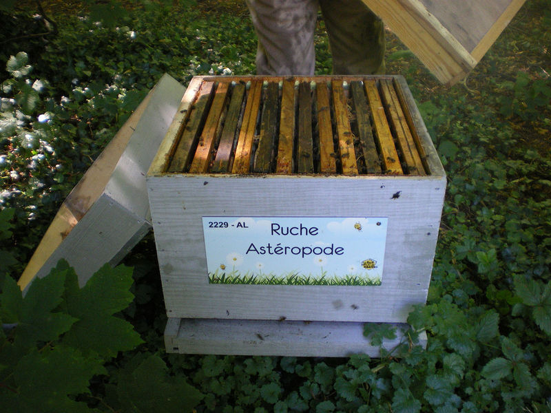 La ruche Astéropode