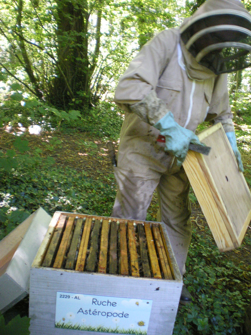 La ruche Astéropode